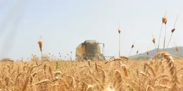 O ilde Hububat hasadı başladı