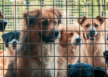 Sahipsiz sokak hayvanlarıyla ilgili yasa teklifinde yeni gelişme!