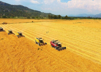 Buğday ithalat yasağı 15 Ekim’den önce kaldırılmayacak