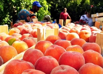 Bursa şeftalisinin hasadı başladı