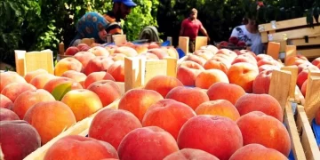 Bursa şeftalisinin hasadı başladı