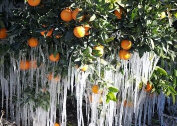 Son 5 yılda en fazla ödeme don hasarlarına yapıldı