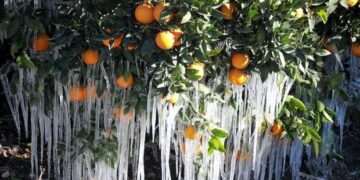 Son 5 yılda en fazla ödeme don hasarlarına yapıldı