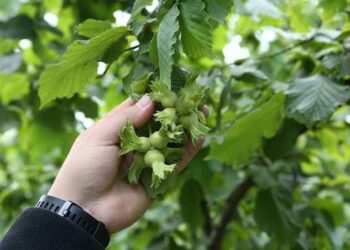 Fındık rekoltesinde yükseliş