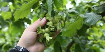 Fındık rekoltesinde yükseliş