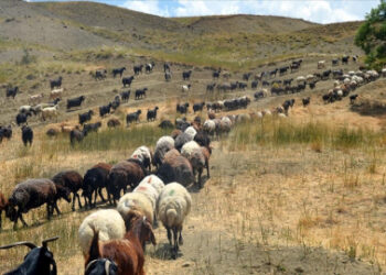 Göçerlerin tercihi Muş’un serin ve verimli yaylaları!