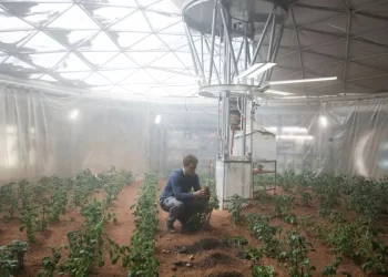 Bilim insanları Mars’ta hayatta kalabilecek bir bitki keşfetti