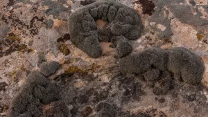 marsta hayatta kalacak bitki habermeydan