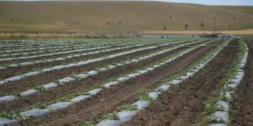 Muş’ta, 30 bin dekara ekilen karpuz ve kavun’dan beklenen gelir 2 milyar TL!