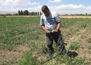 Muş’ta aşırı sıcaklar karpuz tarlasını vurdu!