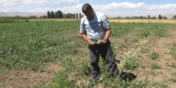 Muş’ta aşırı sıcaklar karpuz tarlasını vurdu!