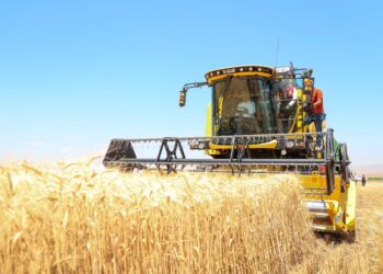 Muş’ta, bu sezon hububat hasadından beklenen gelir 7 milyar TL!