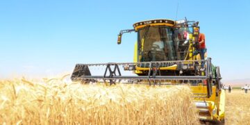 Muş’ta, bu sezon hububat hasadından beklenen gelir 7 milyar TL!