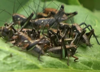 Muş’ta, çalı çekirgeleri ekili alanları tehdit ediyor!