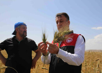 Muş’ta, ilk defa ekilen ata tohumu buğdaydan yüksek verim bekleniyor!