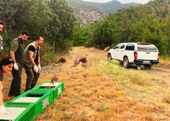 Sinop Boyabat’ta, 300 kınalı keklik doğayla buluşturuldu!