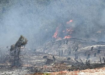 Sinop Boyabat’ta orman yangını!