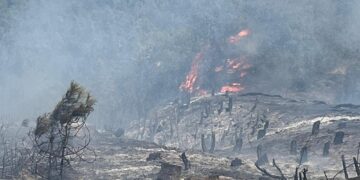 Sinop Boyabat’ta orman yangını!