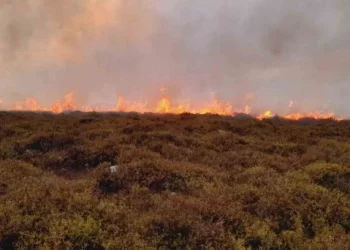 Sinop’ta çıkan örtü yangınında 5 hektar alan zarar gördü!