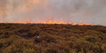 Sinop’ta çıkan örtü yangınında 5 hektar alan zarar gördü!