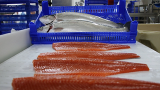 Türk somonu ihracatında artış