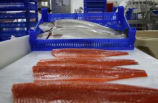 Türk somonu ihracatında artış