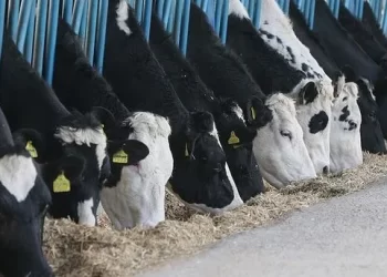 Türkiye’de Mayıs ayında inek sütü üretimi rekor seviyeye ulaştı