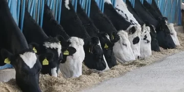 Türkiye’de Mayıs ayında inek sütü üretimi rekor seviyeye ulaştı