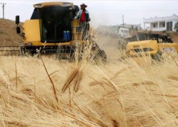 Türkiye’nin tahıl ambarında hasat süreci erken başladı