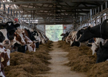 Bakanlık 9 olan Besi OTB’lerin sayısını 31’e çıkarmayı hedefliyor