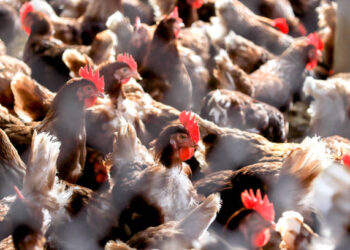 Tavuk eti üretimi Haziran ayında arttı