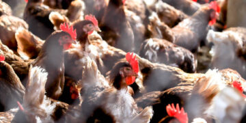 Tavuk eti üretimi Haziran ayında arttı