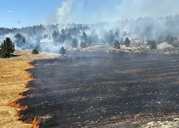 Adana’da anız yangını ormana yayıldı!
