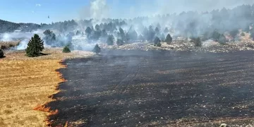 Adana’da anız yangını ormana yayıldı!