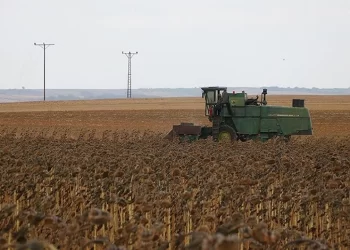 Yerli tohumla yetiştirilen ayçiçeği hasadı tamamlandı