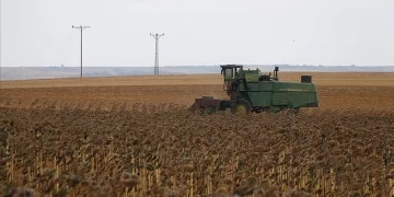 Yerli tohumla yetiştirilen ayçiçeği hasadı tamamlandı