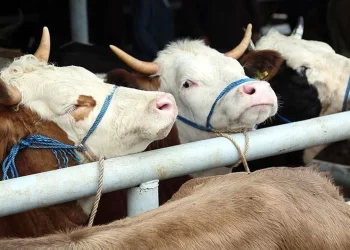 ESK’den besilik hayvan ithalatı hakkındaki iddialara cevap
