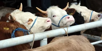 ESK’den besilik hayvan ithalatı hakkındaki iddialara cevap