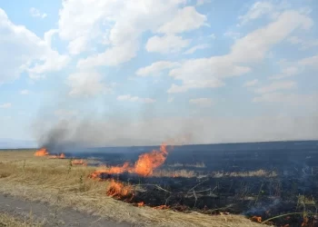 Muş, Bulanık’ta, çiftçiler uyarılara rağmen anız yakmaya devam ediyor!