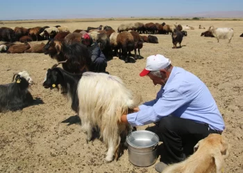 Muş Ovası’nda kadınların yerine erkek berivanlar sağım yapıyor!
