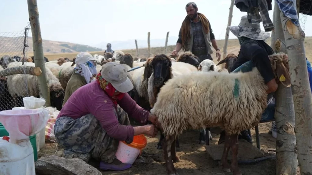 mus ta kadinlarin zorlu yayla mesaisi devam ediyor habermeydan