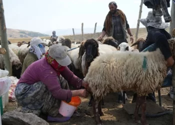 Muş’ta, kadınların zorlu yayla mesaisi devam ediyor!