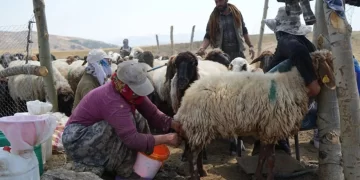 Muş’ta, kadınların zorlu yayla mesaisi devam ediyor!