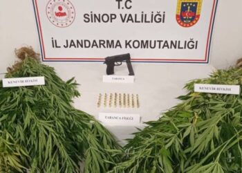 Sinop Gerze’de, Jandarma’dan uyuşturucu operasyonu!