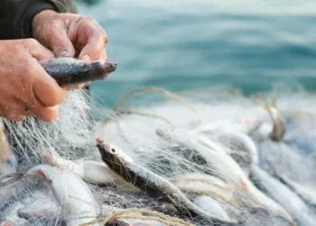 Su ürünleri avcılığına yeni düzenlemeler ve kısıtlamalar uygulandı