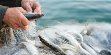 Su ürünleri avcılığına yeni düzenlemeler ve kısıtlamalar uygulandı