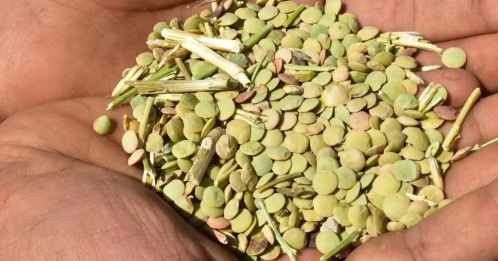 yesil mercimek habermeydan