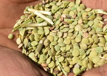 Yeşil mercimek üretim alanı yüzde 70 oranında genişledi