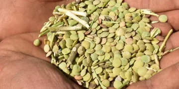 Yeşil mercimek üretim alanı yüzde 70 oranında genişledi