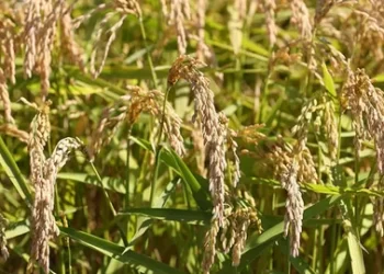 2024 yılı çeltik alım fiyatları belli oldu